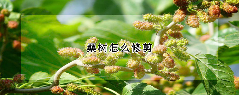 桑樹怎麼修剪