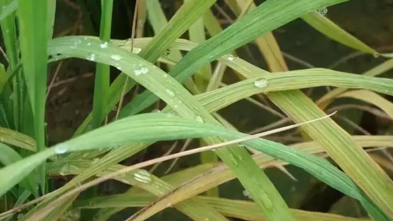 植物缺鋅的症狀