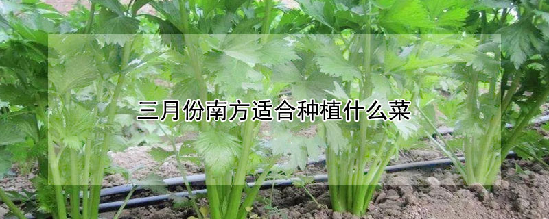 三月份南方適合種植什麼菜