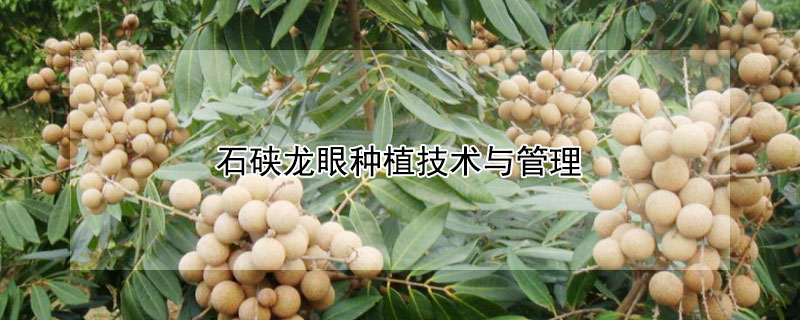 石硤龍眼種植技術與管理