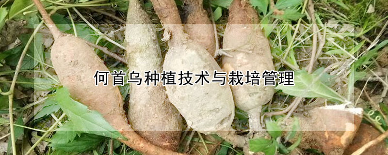 何首烏種植技術與栽培管理