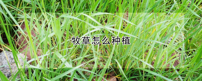 牧草怎麼種植