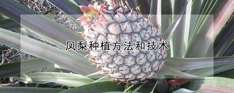 鳳梨種植方法和技術