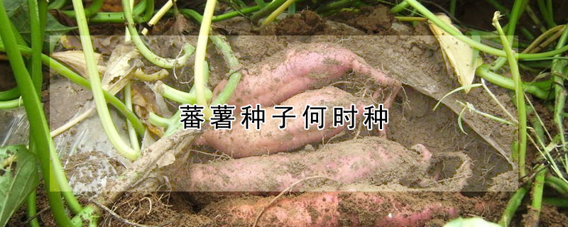 蕃薯種子何時種