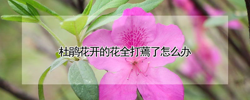 杜鵑花開的花全打蔫了怎麼辦