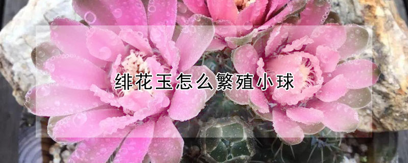 緋花玉怎麼繁殖小球