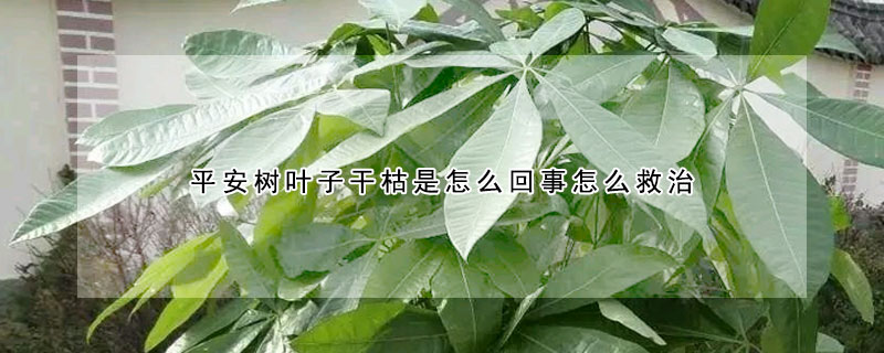 平安樹葉子幹枯是怎麼回事怎麼救治