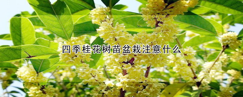 四季桂花樹苗盆栽注意什麼