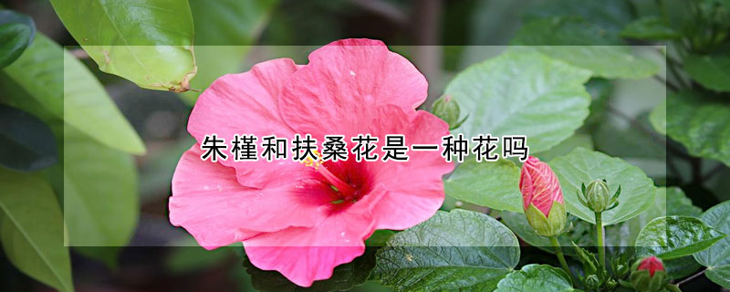 朱槿和扶桑花是一種花嗎