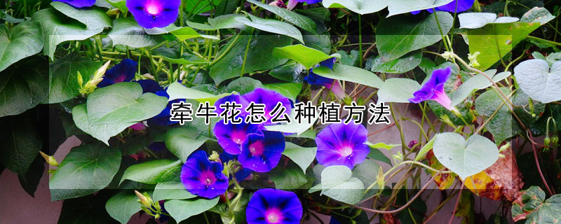 牽牛花怎麼種植方法