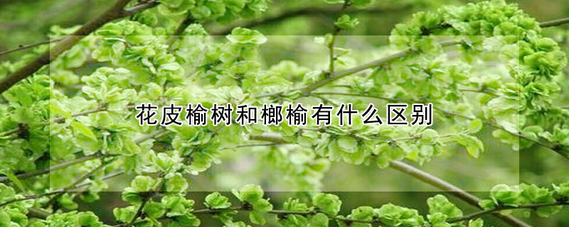 花皮榆樹和榔榆有什麼區別