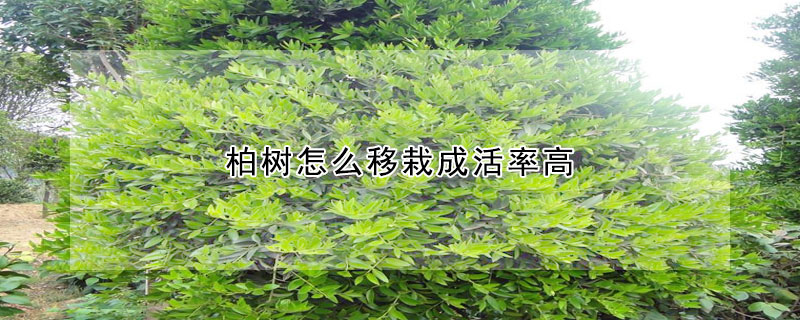 柏樹怎麼移栽成活率高