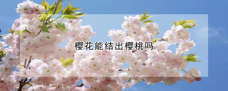 櫻花能結出櫻桃嗎