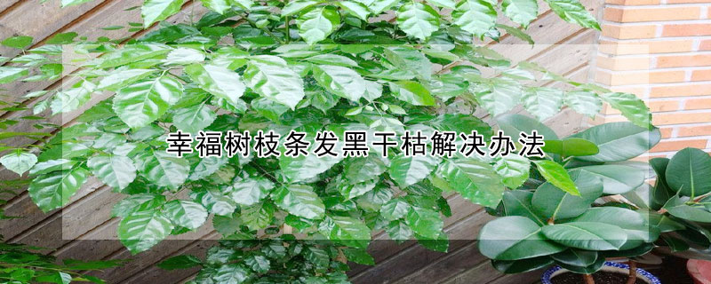 幸福樹枝條發黑幹枯解決辦法