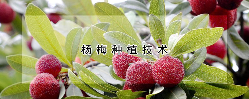 楊梅種植技術