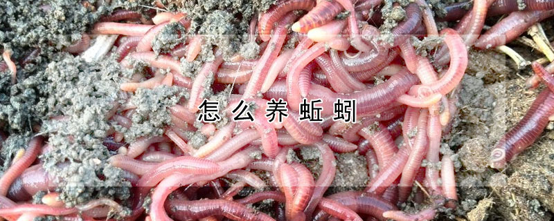 怎麼養蚯蚓