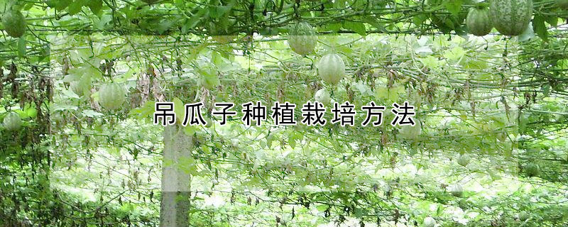 吊瓜子種植栽培方法