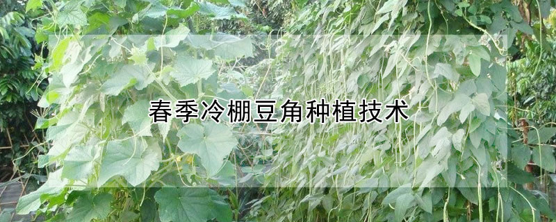 春季冷棚豆角種植技術