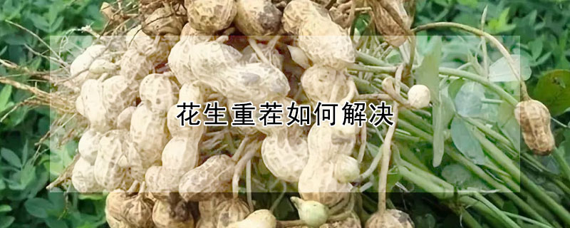 花生重茬如何解決