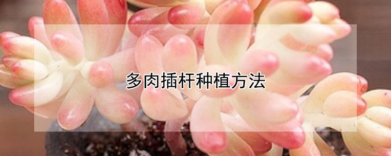 多肉插杆種植方法