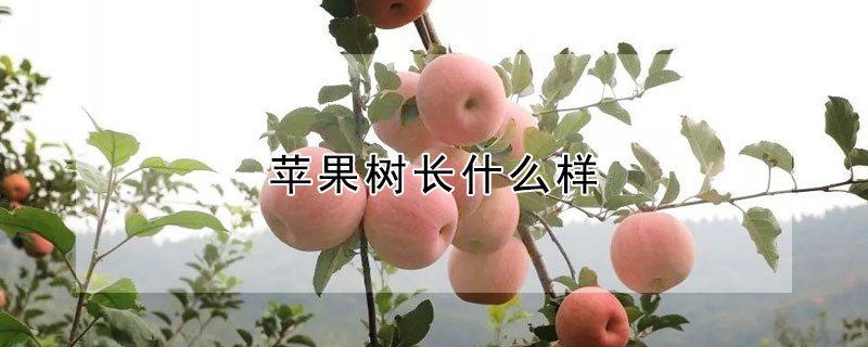 蘋果樹長什麼樣