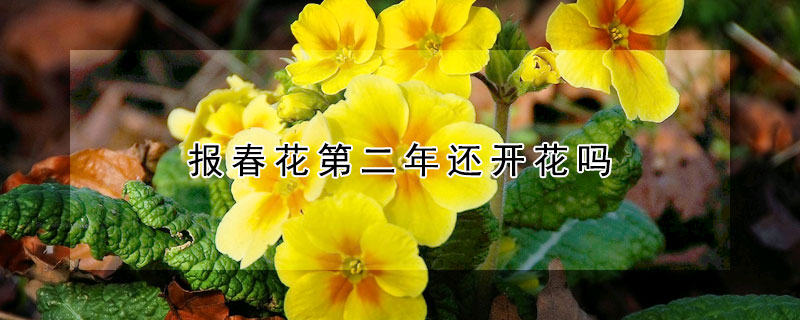 報春花第二年還開花嗎