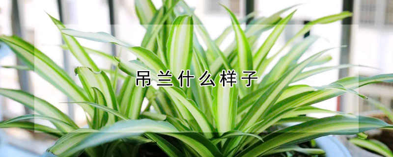 吊蘭什麼樣子