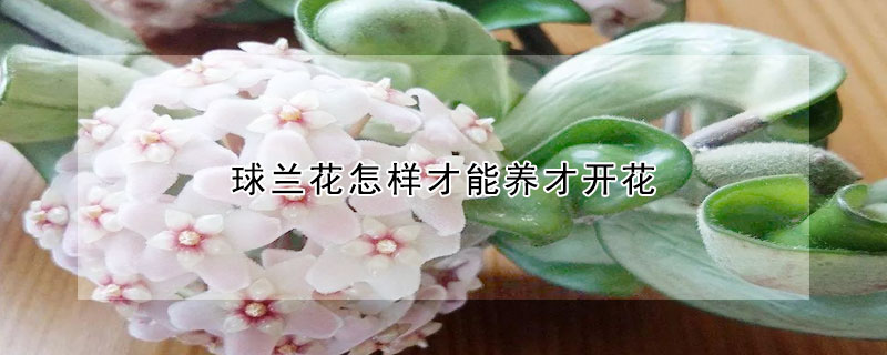 球蘭花怎樣才能養才開花