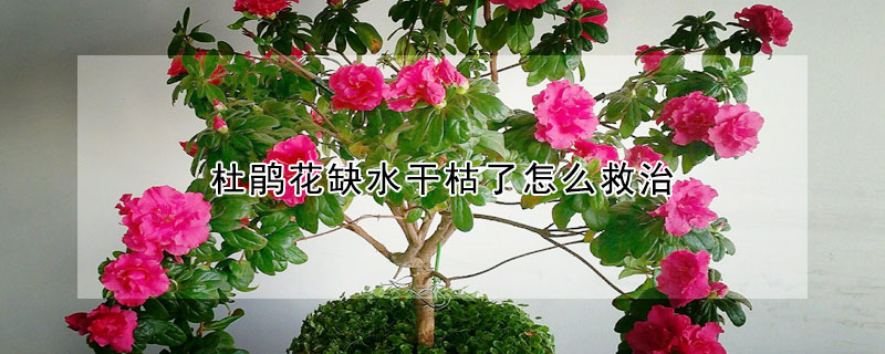 杜鵑花缺水幹枯了怎麼救治