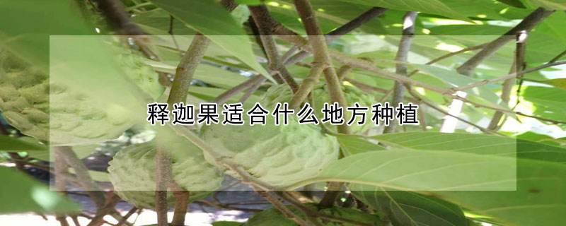 釋迦果適合什麼地方種植