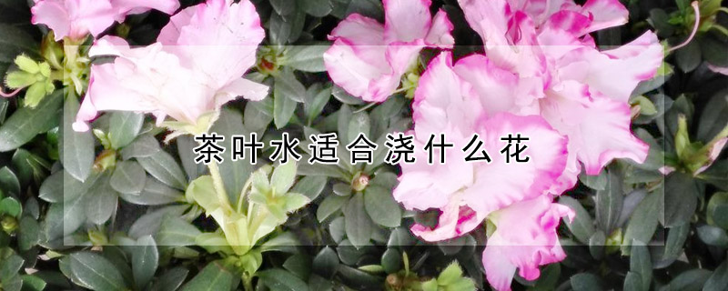 茶葉水適合澆什麼花