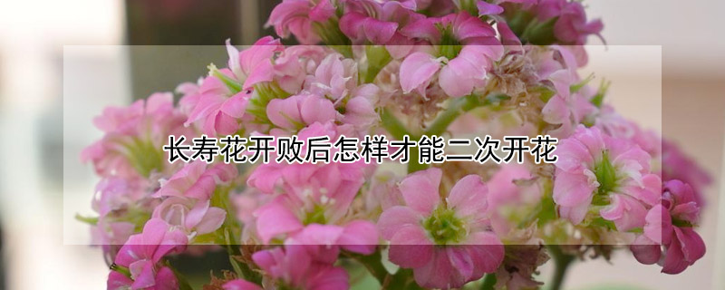 長壽花開敗後怎樣才能二次開花