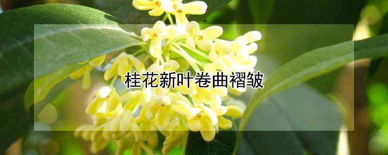 桂花新葉卷曲褶皺