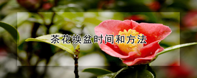 茶花換盆時間和方法