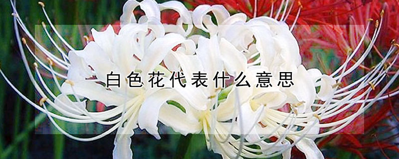 白色花代表什麼意思