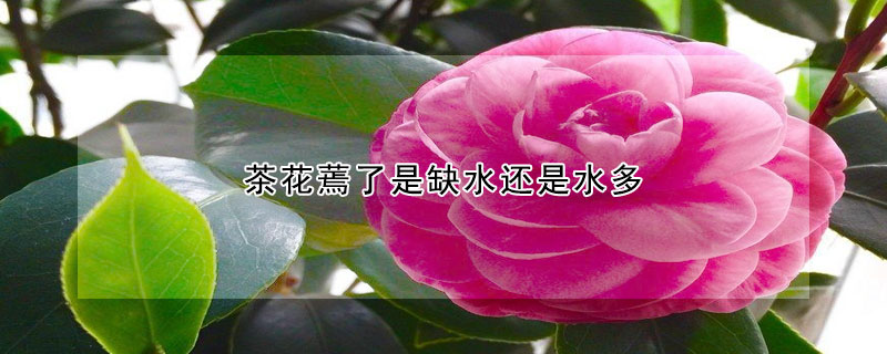 茶花蔫了是缺水還是水多