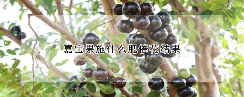 嘉寶果施什麼肥催花結果