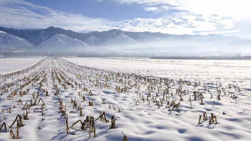 下雪對莊稼的好處