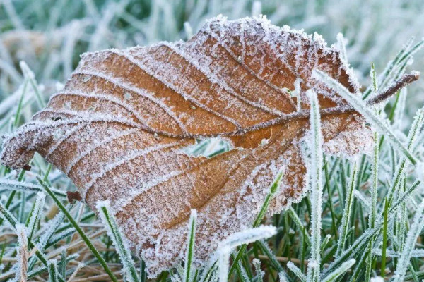 下雪對莊稼的好處