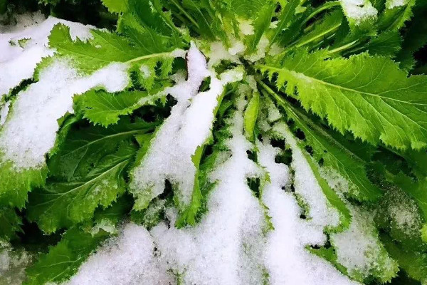 下雪對莊稼的好處