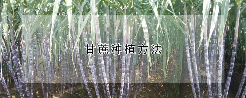 甘蔗種植方法