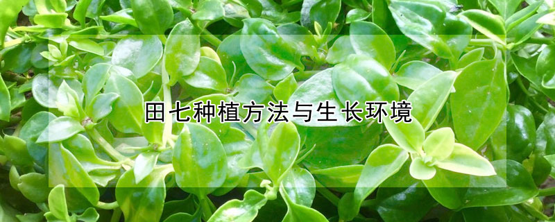 田七種植方法與生長環境