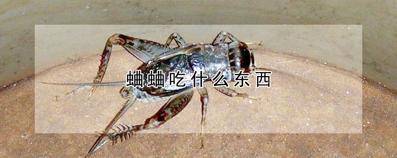 蛐蛐吃什麼東西