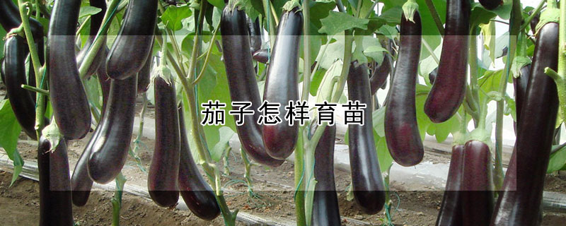 茄子怎樣育苗