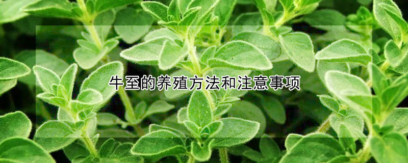 牛至的養殖方法和注意事項