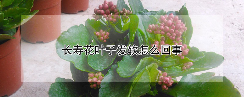 長壽花葉子發軟怎麼回事