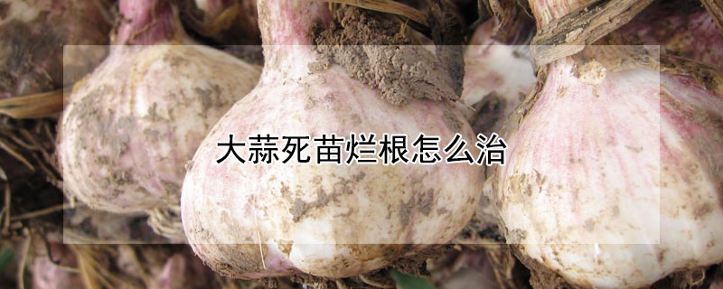 大蒜死苗爛根怎麼治