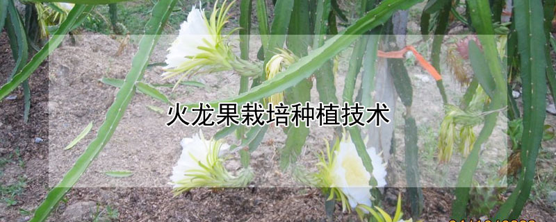 火龍果栽培種植技術