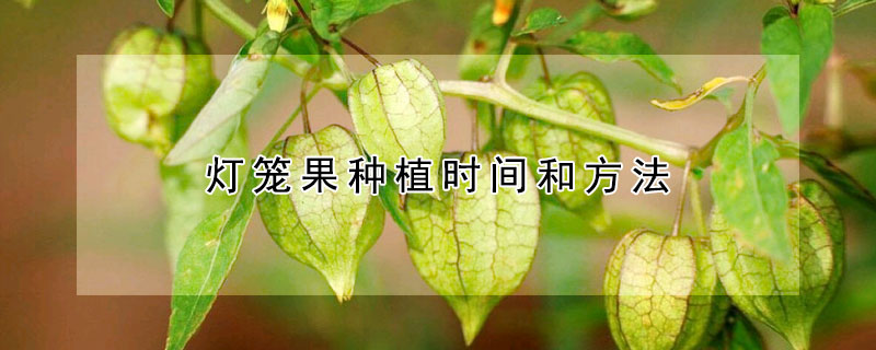 燈籠果種植時間和方法