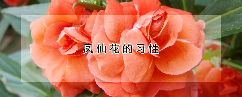 鳳仙花的習性